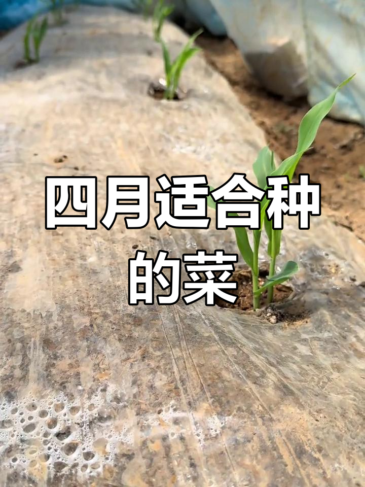 四月蔬菜种植全攻略,瓜果豆类都能种