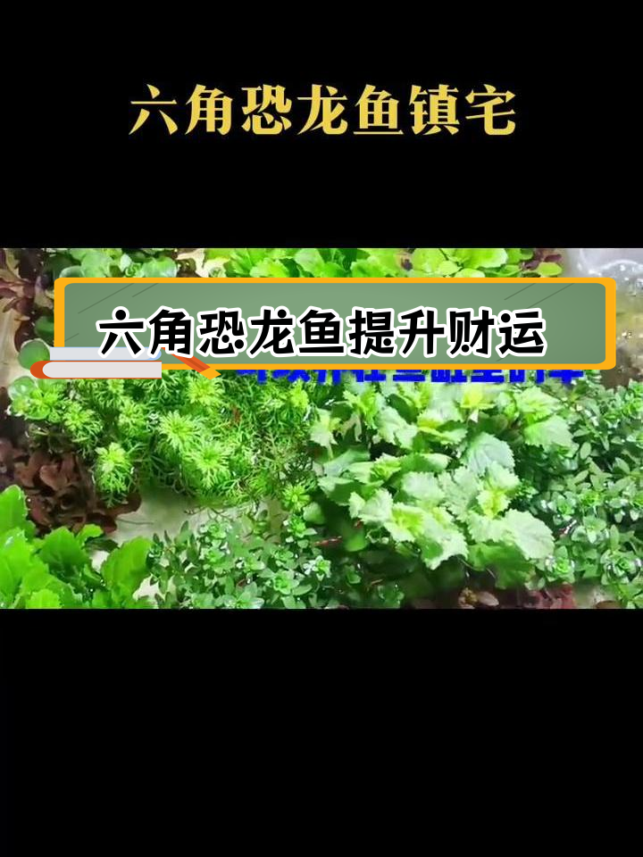 六角恐龙鱼养在家中招财进宝