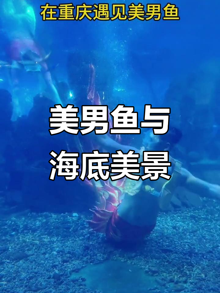重庆海洋馆的美男鱼,拍照氛围感满分!