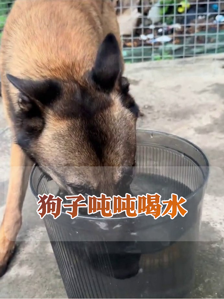狗子喝水喝到自闭,甩头甩成表情包