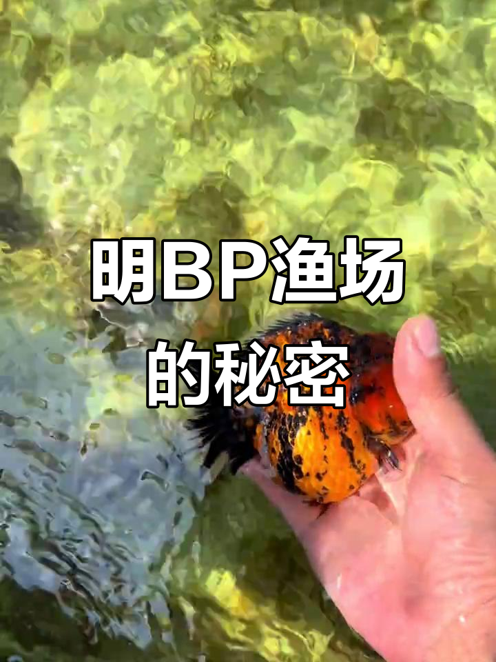 泰国明BP渔场揭秘:原泰金鱼背后的故事