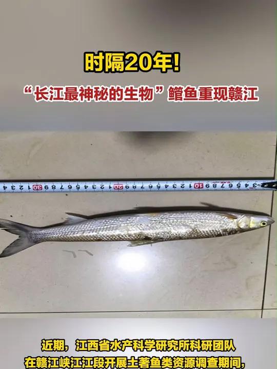 时隔20年!“长江最神秘的生物”鳤鱼重现赣江