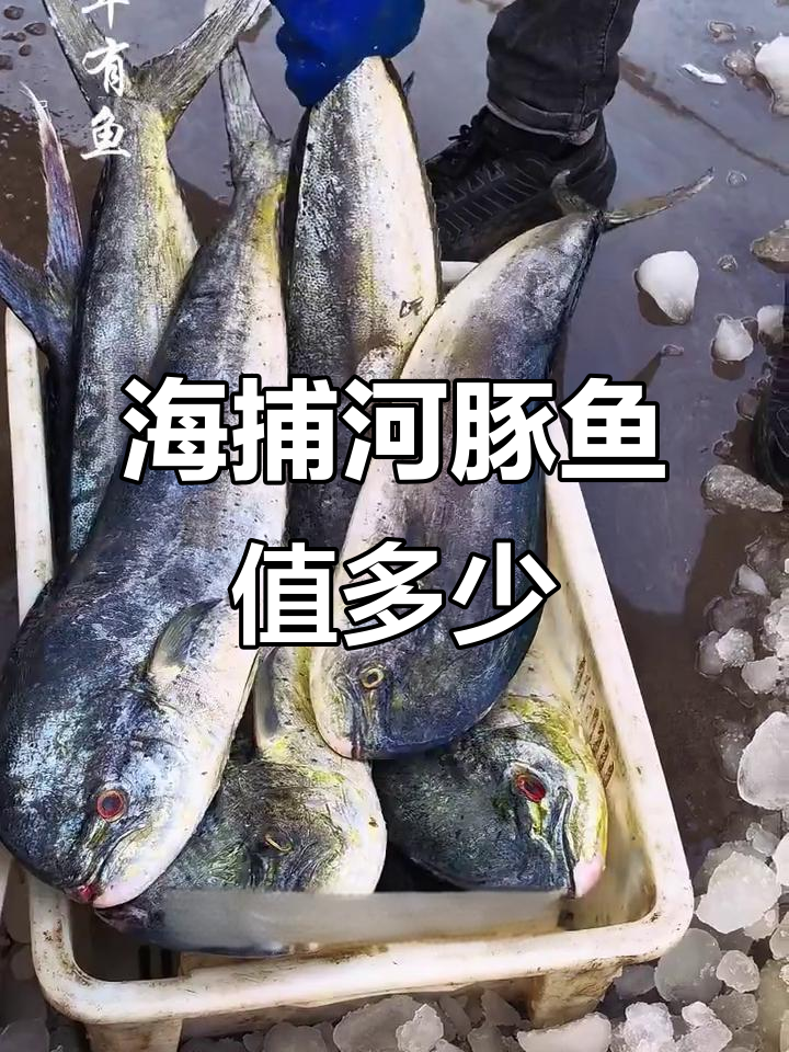 海捕河豚鱼价格揭秘,黄金马与绿能卖多少钱?