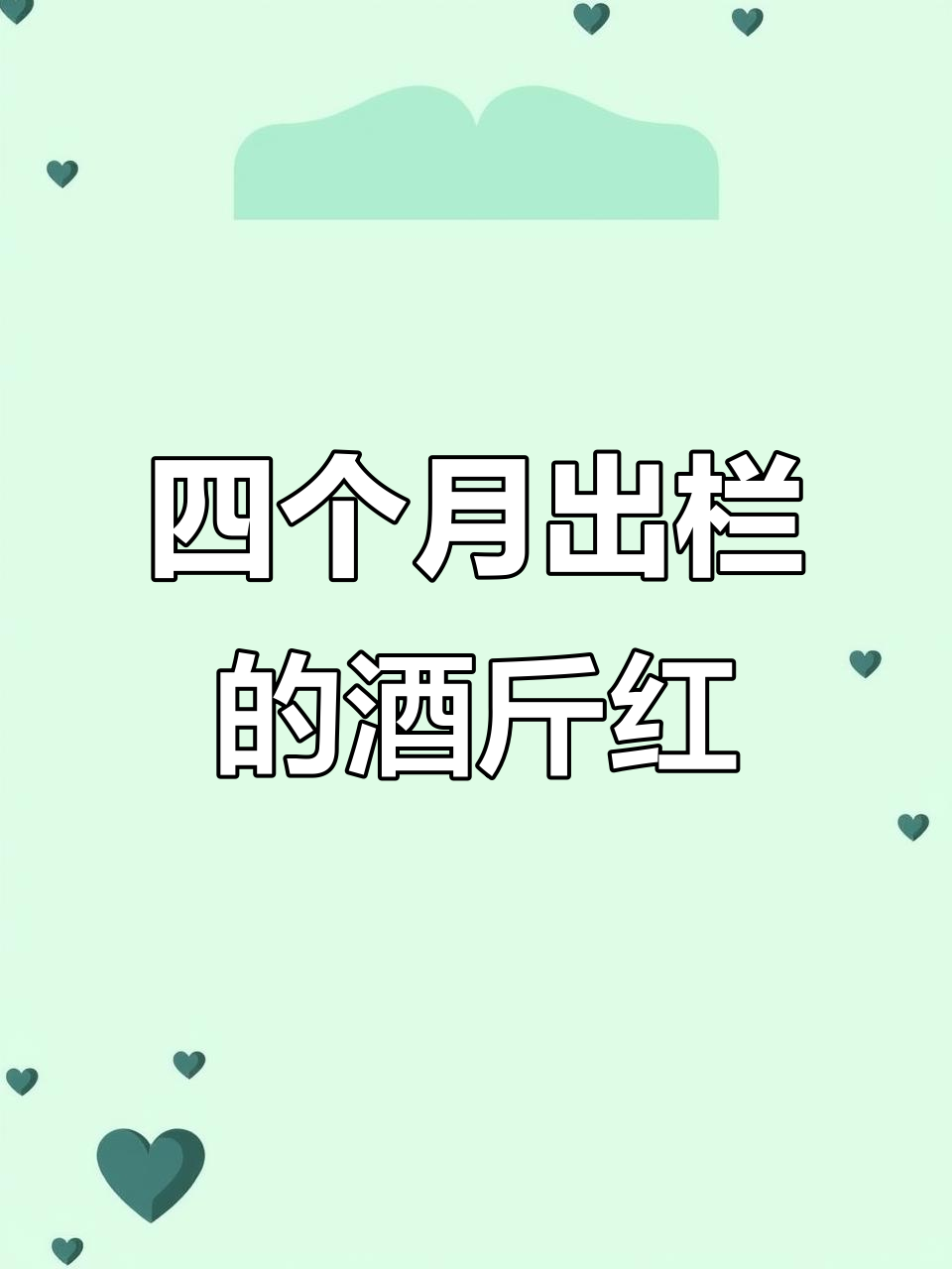 九斤红鸡苗,四个月出栏,羽毛通红,养好鸡的关键