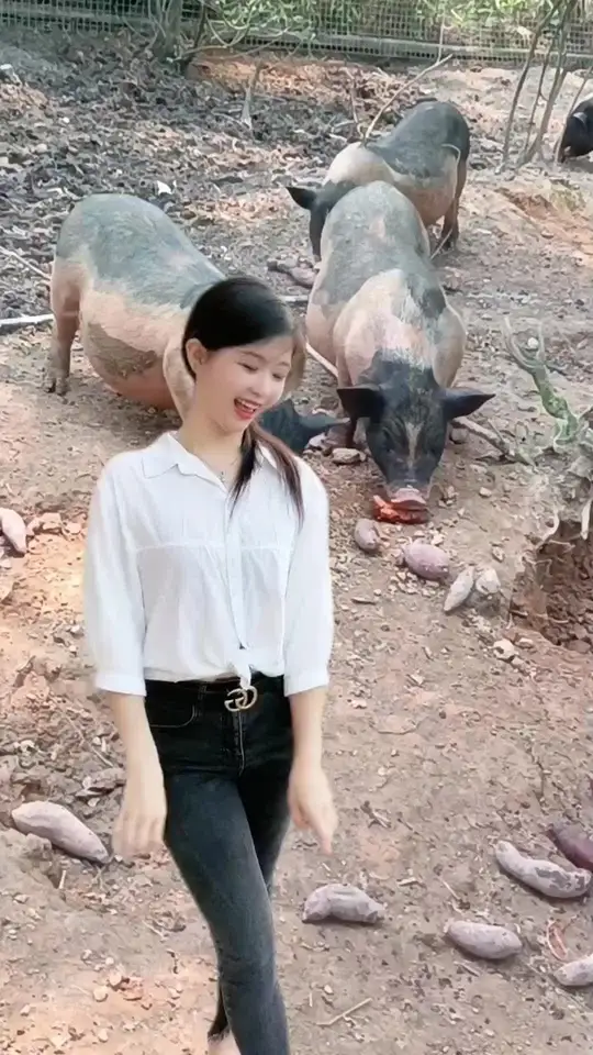 跑山猪的肉质和普通猪肉有何不同?