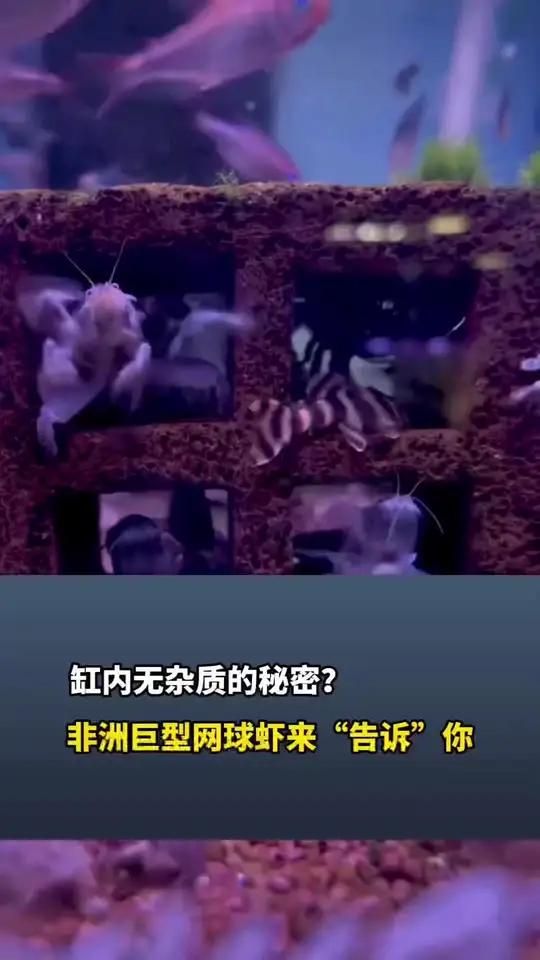 缸内无杂质的秘密？非洲巨型网球虾来“告诉”你，视频来源