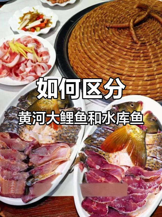 黄河大鲤鱼与水库鱼的辨别技巧,教你如何分辨真伪