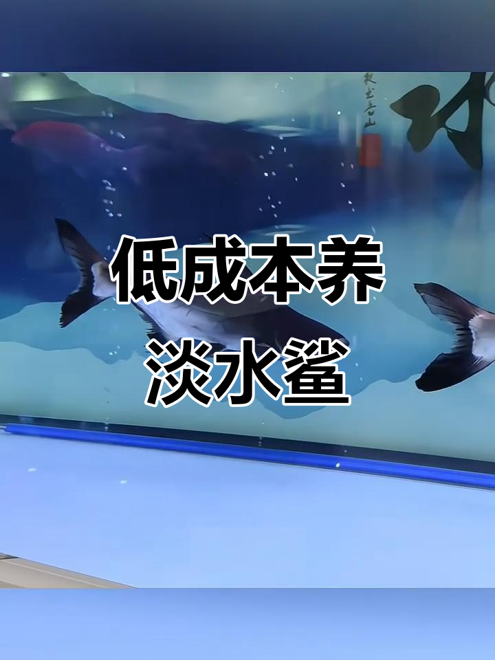 淡水鲨鱼：低预算也能养的海洋霸主