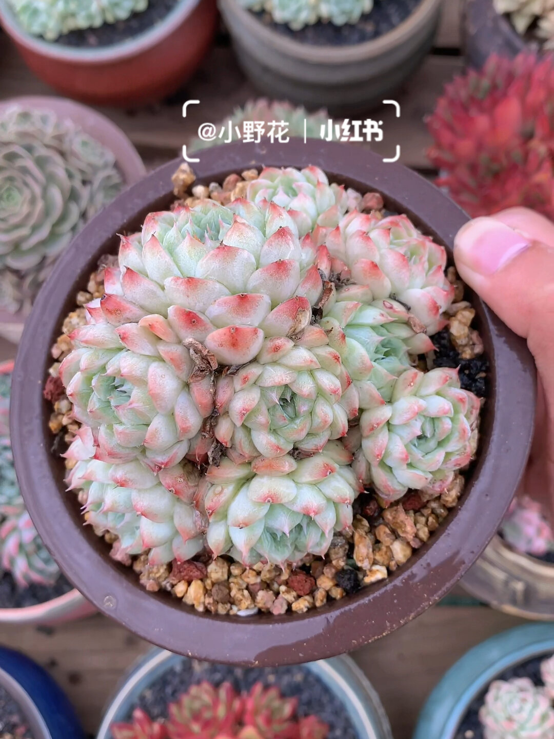 每日识一肉 第103天「阿尔巴美妮」