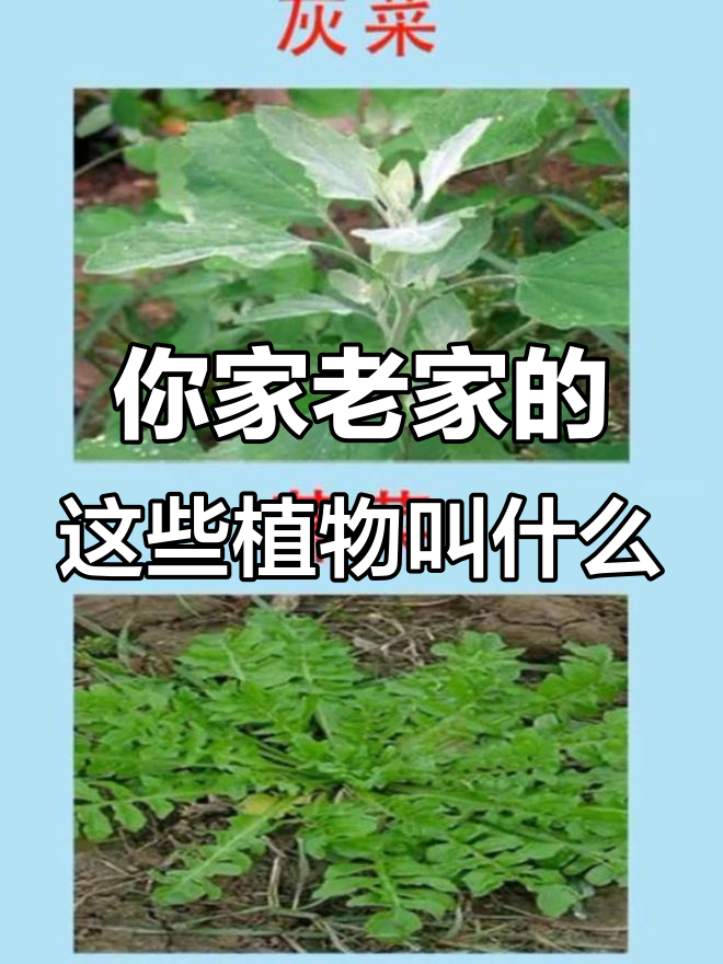 老家那些叫不出名字的植物,你小时候都怎么称呼它们?