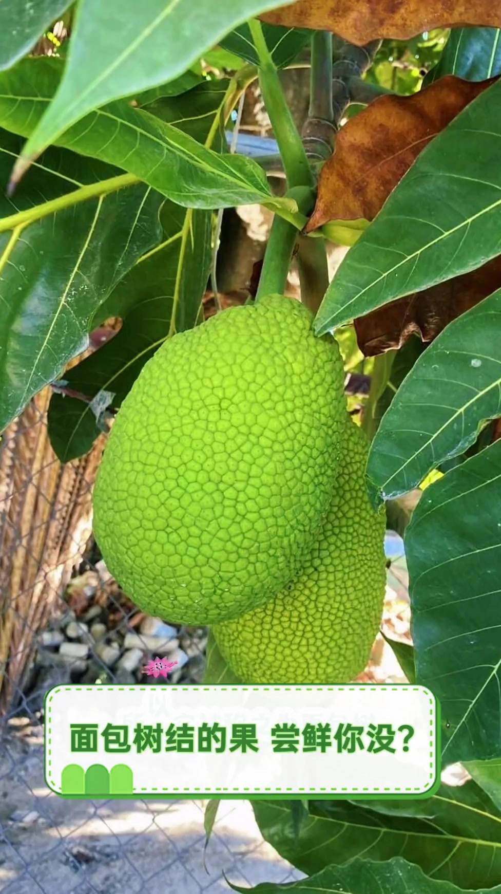 面包树结的果,尝鲜你没?