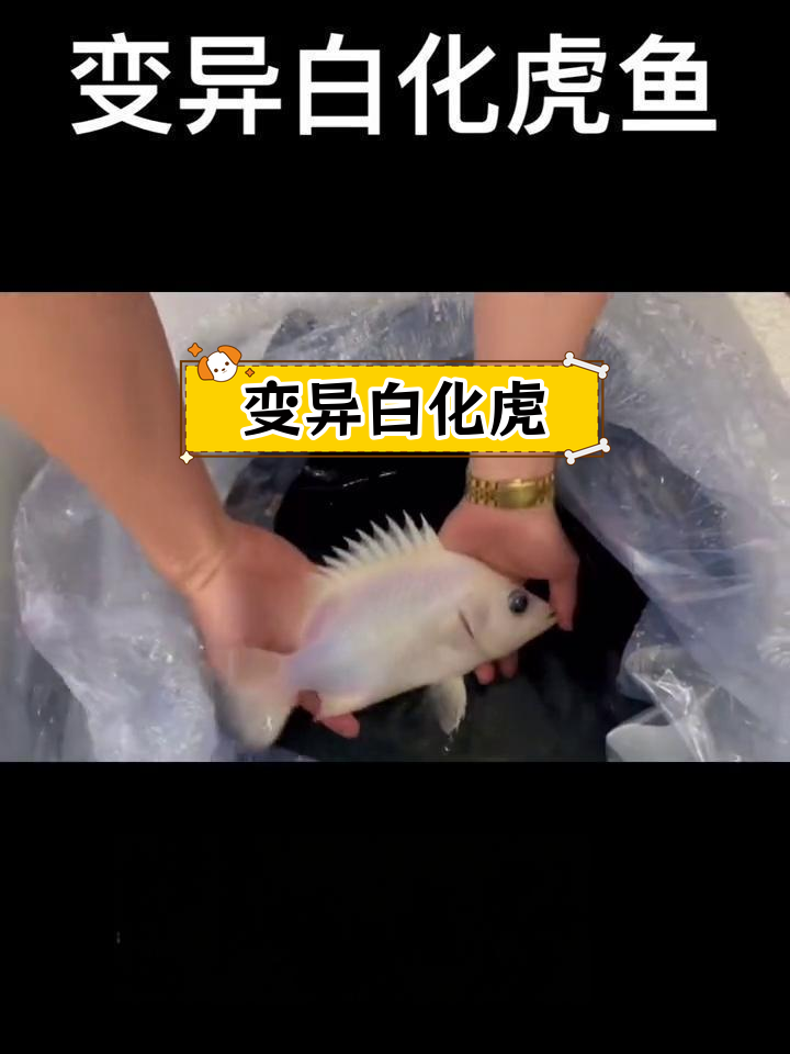 变异虎鱼种类解析
