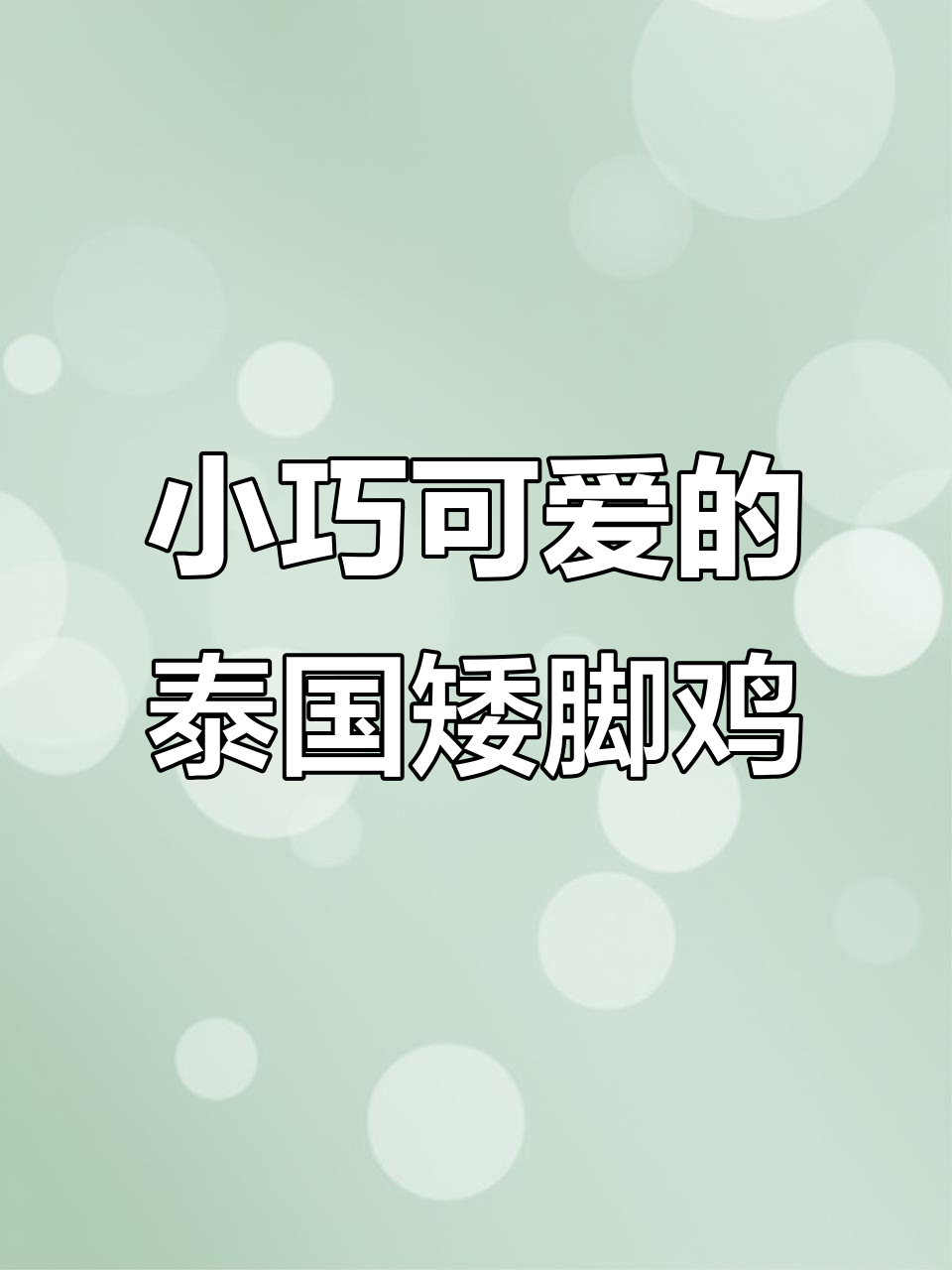 适合楼房养的泰国矮脚鸡，超可爱！