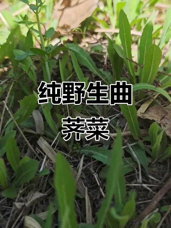 曲荠菜大丰收,野生美味等你来挖