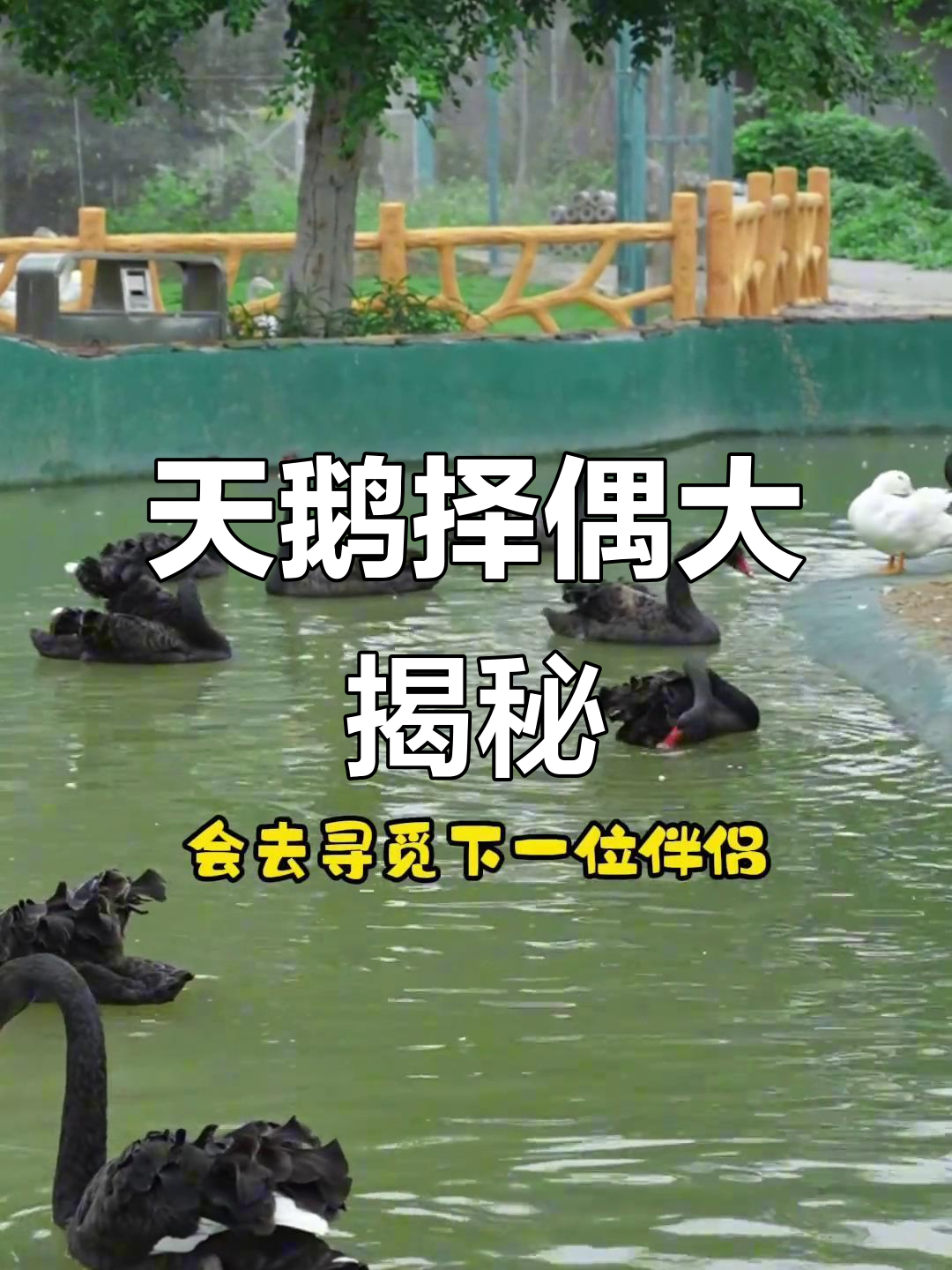 黑天鹅与白天鹅的爱情差异,竟然是这样!