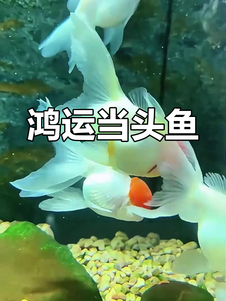 鹤顶红金鱼,头顶一抹喜庆红,过年必备好运鱼