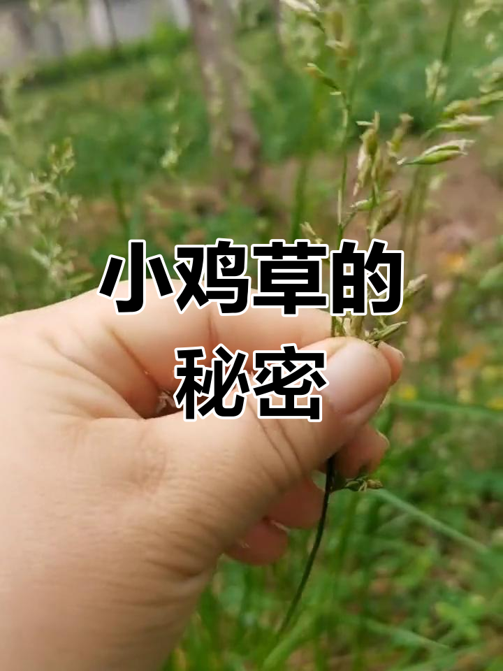 路边的小鸡草与麦苗