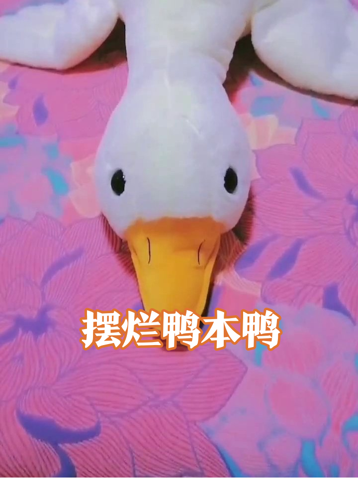 鸭子躺平姿势太真实,网友:这不是我下班状态?