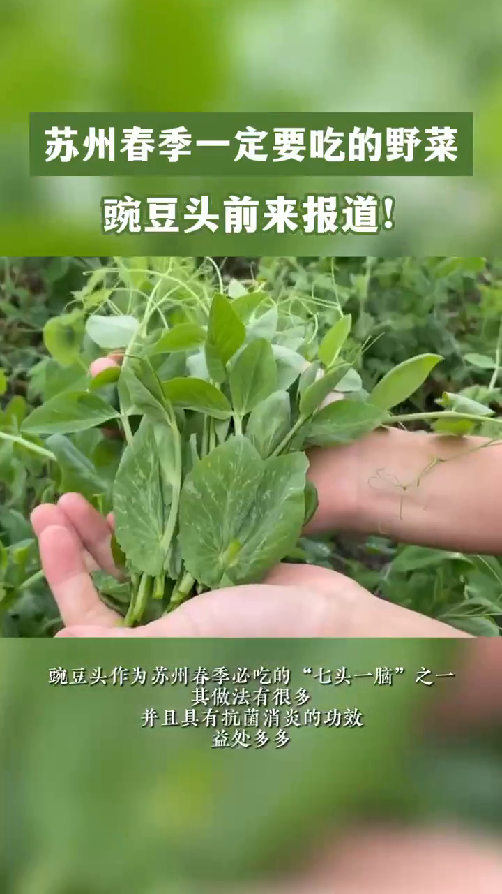 豌豆头和豌豆苗有什么关系呀?苏州春季必吃的野菜,有哪些做法?