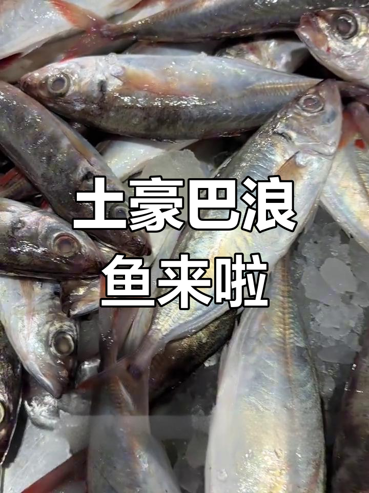 红尾巴浪鱼新鲜上市,干煎红烧清蒸盐焗任你选