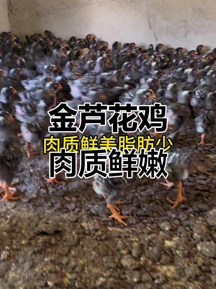 金芦花鸡:从小黑毛到金黄羽毛,肉质鲜美、适应力强