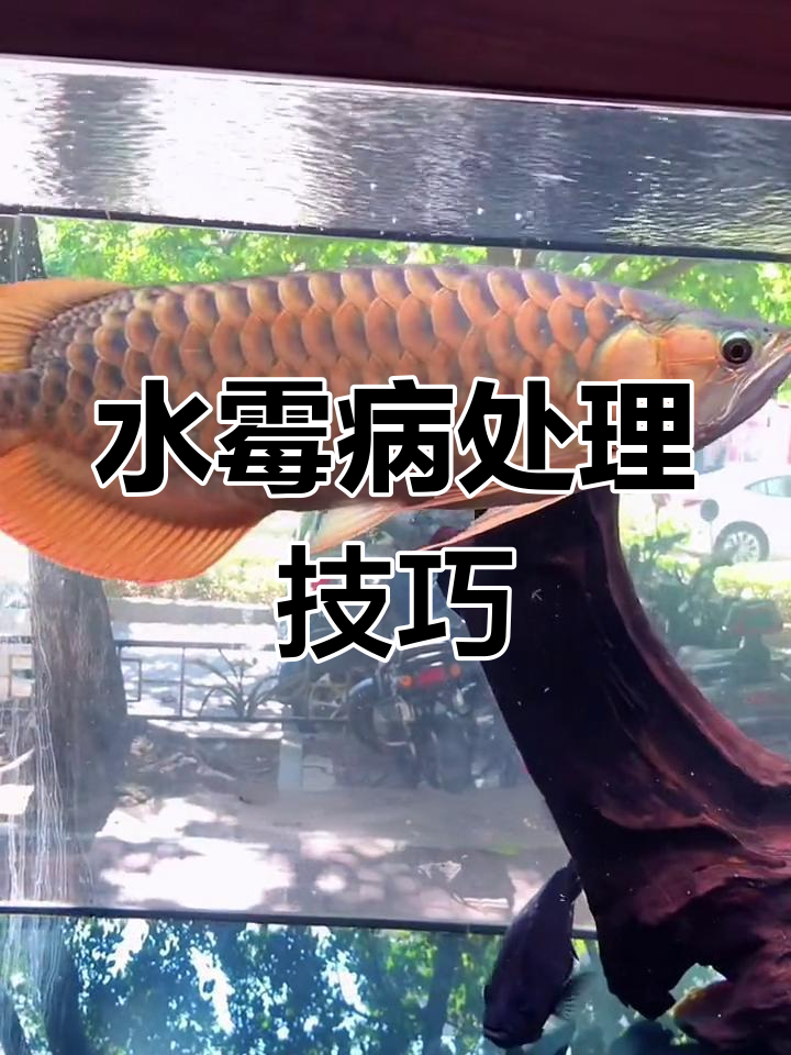 龙鱼水霉病治疗方法