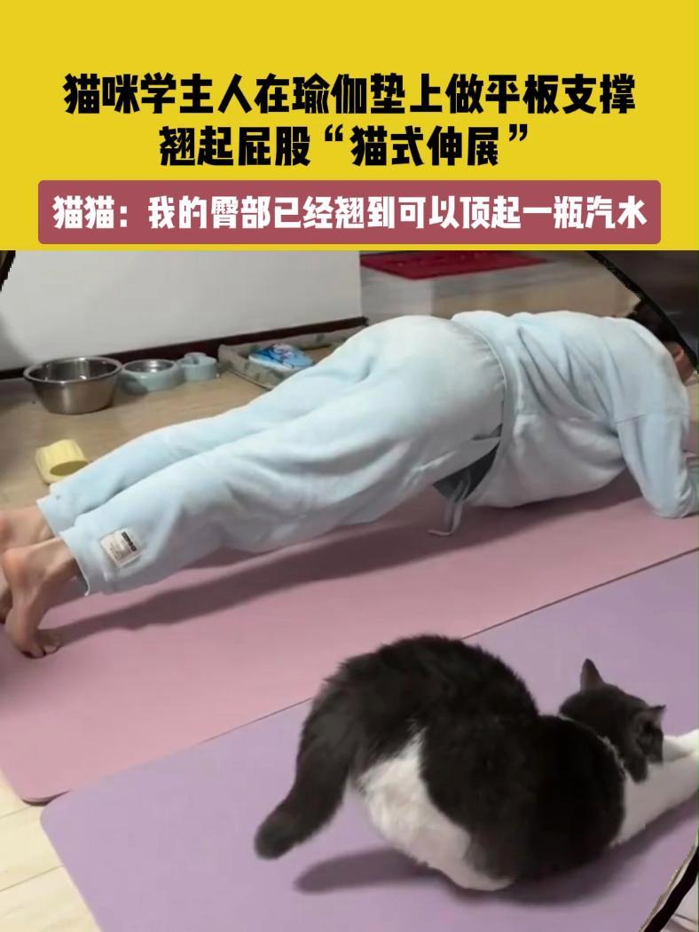 11月19日(发布),天津。素材来源@十月很调皮。猫咪学主人在瑜伽垫上做平板支撑,翘起屁股