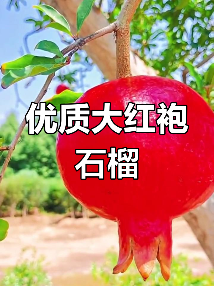 大红袍石榴,口感纯甜耐寒性强,南北皆宜种植