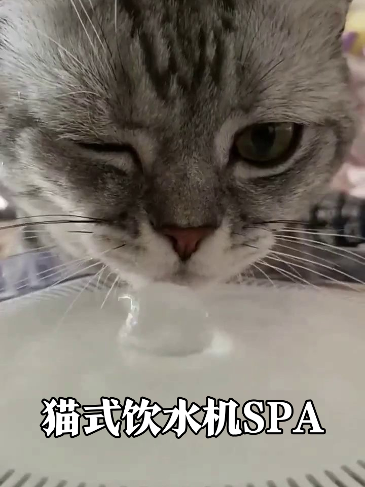 猫咪喝水喝出表情包！认真到斗鸡眼的样子太上头