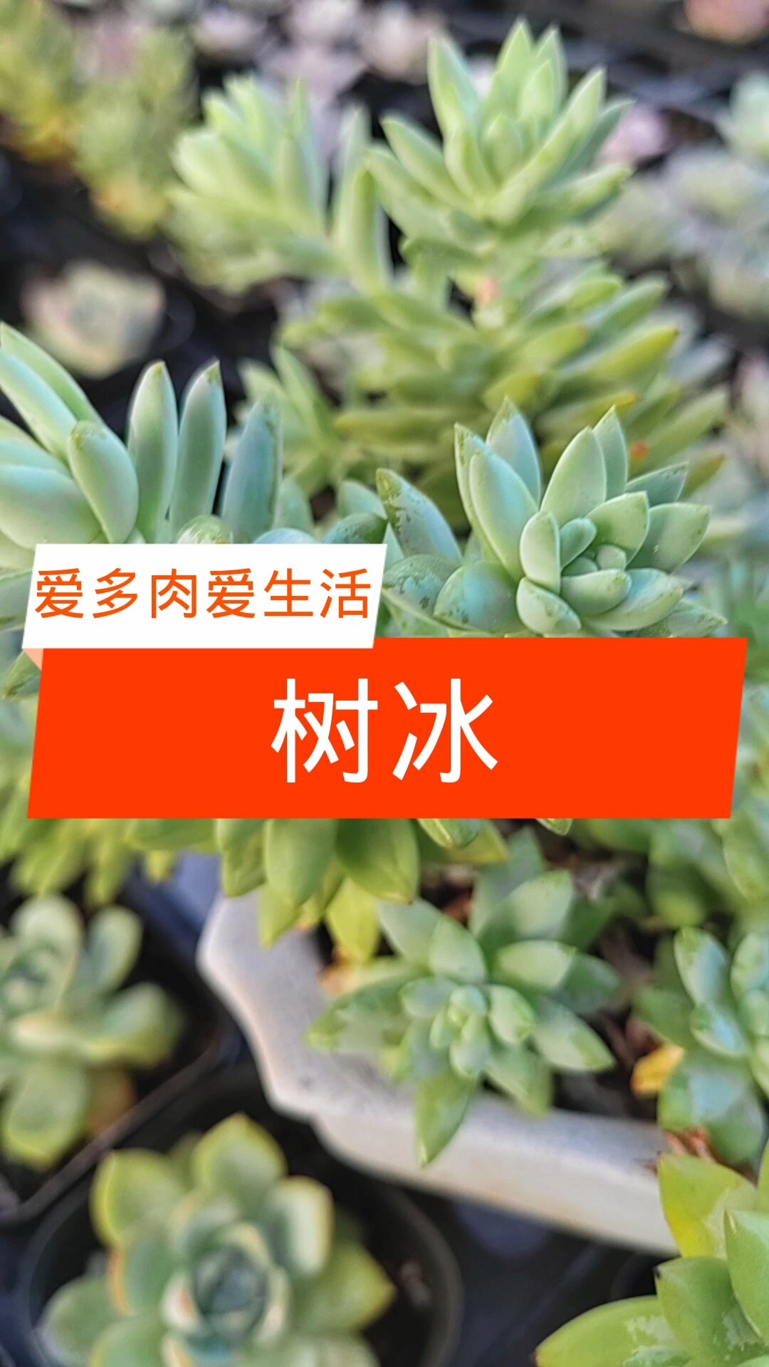 树冰是一款又好看又好养的多肉