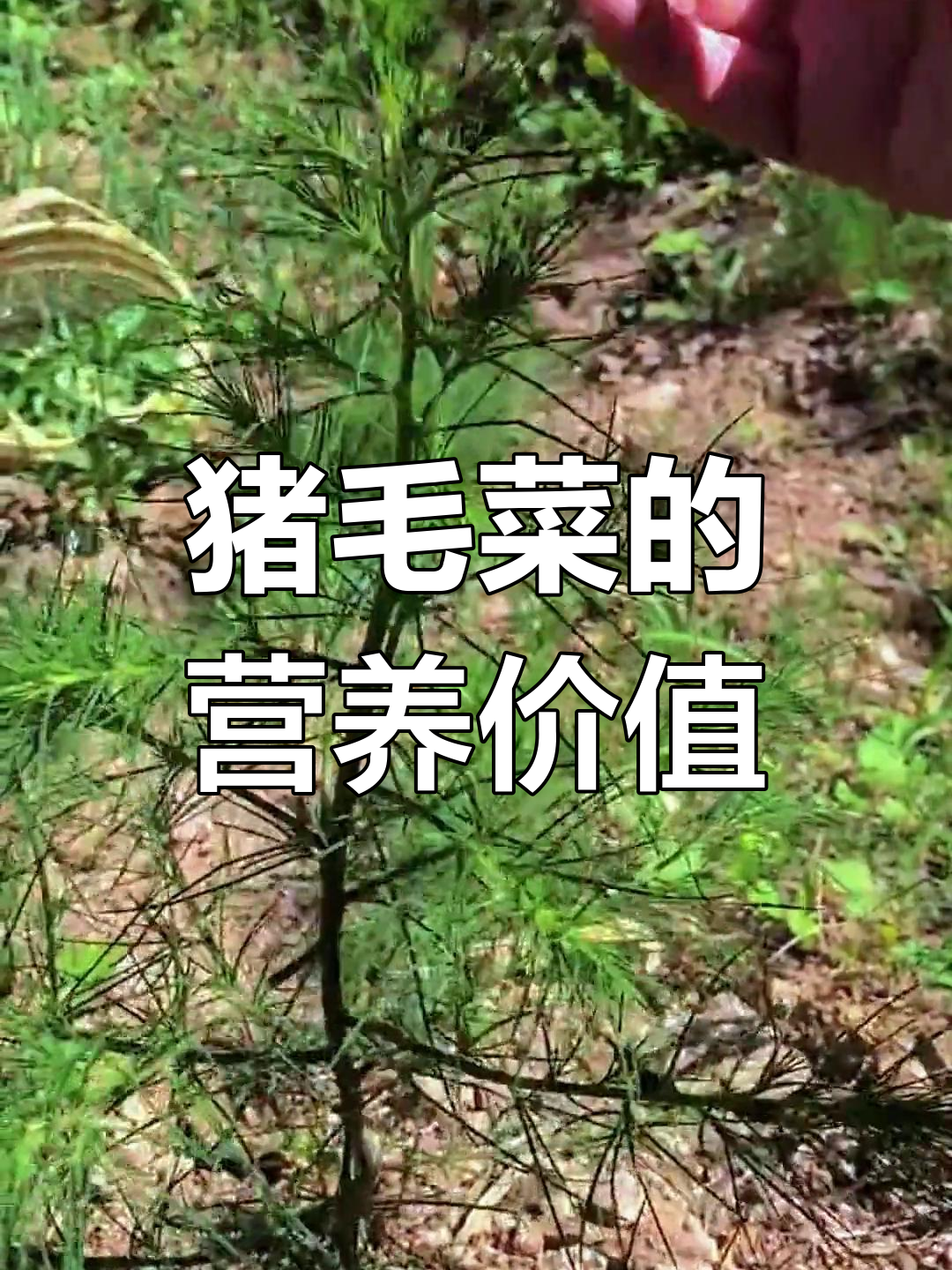 猪毛草的秘密,农村野菜的神奇功效