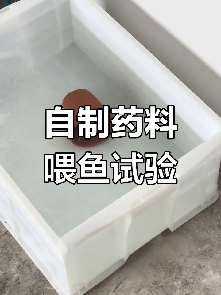尝试自制药料喂鱼,效果如何?