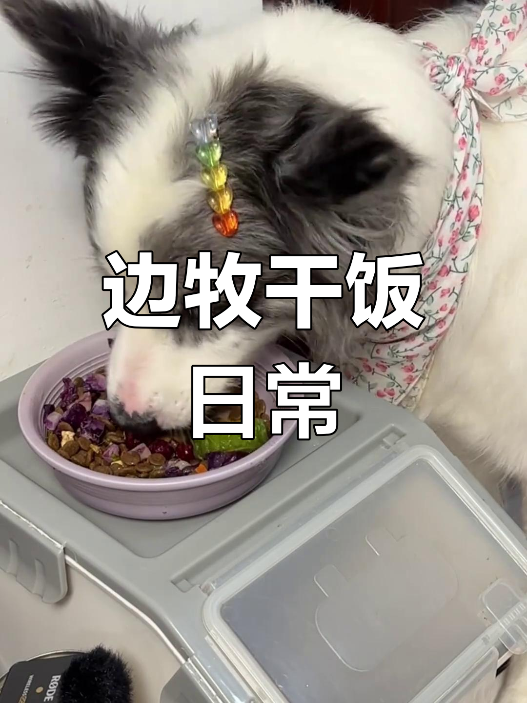 38斤边牧一顿饭吃啥?狗粮、鸡蛋、苦瓜全都有!