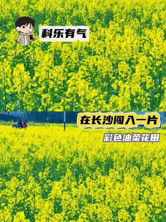 在长沙闯入一片彩色油菜花田 #油菜花 #来长沙赴一场油菜花之约 #春日 #长沙