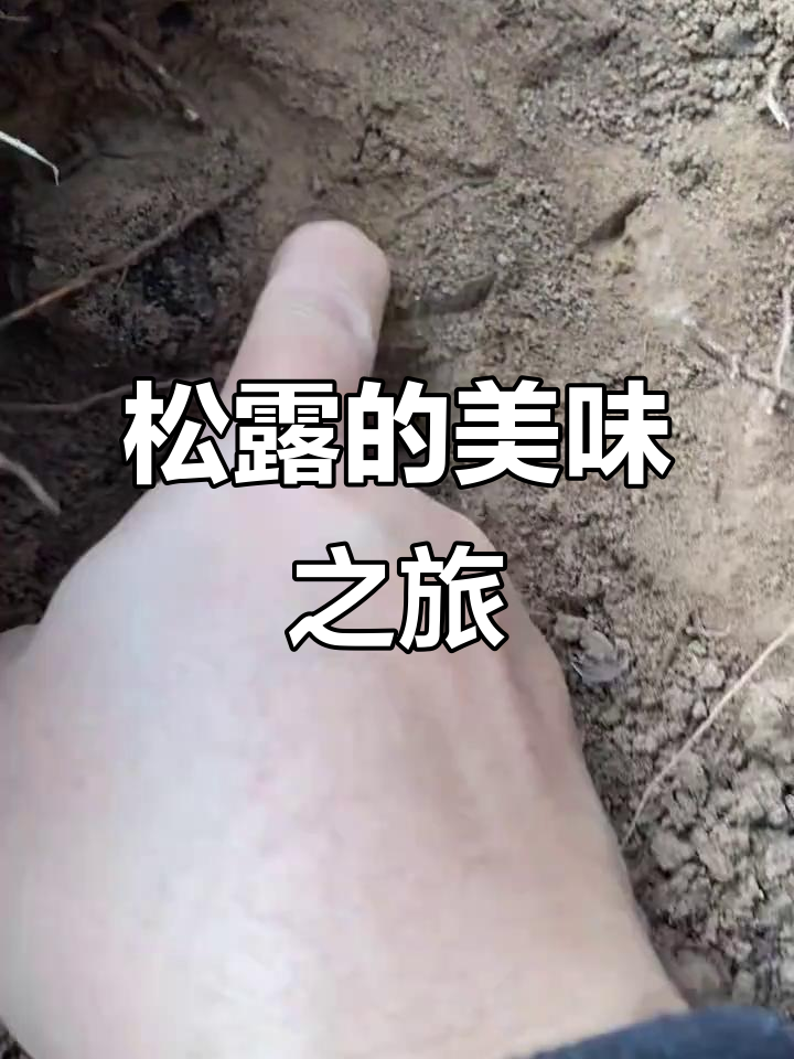 松露的多种家常做法,从煎蛋到炖汤,尽显奢华美味