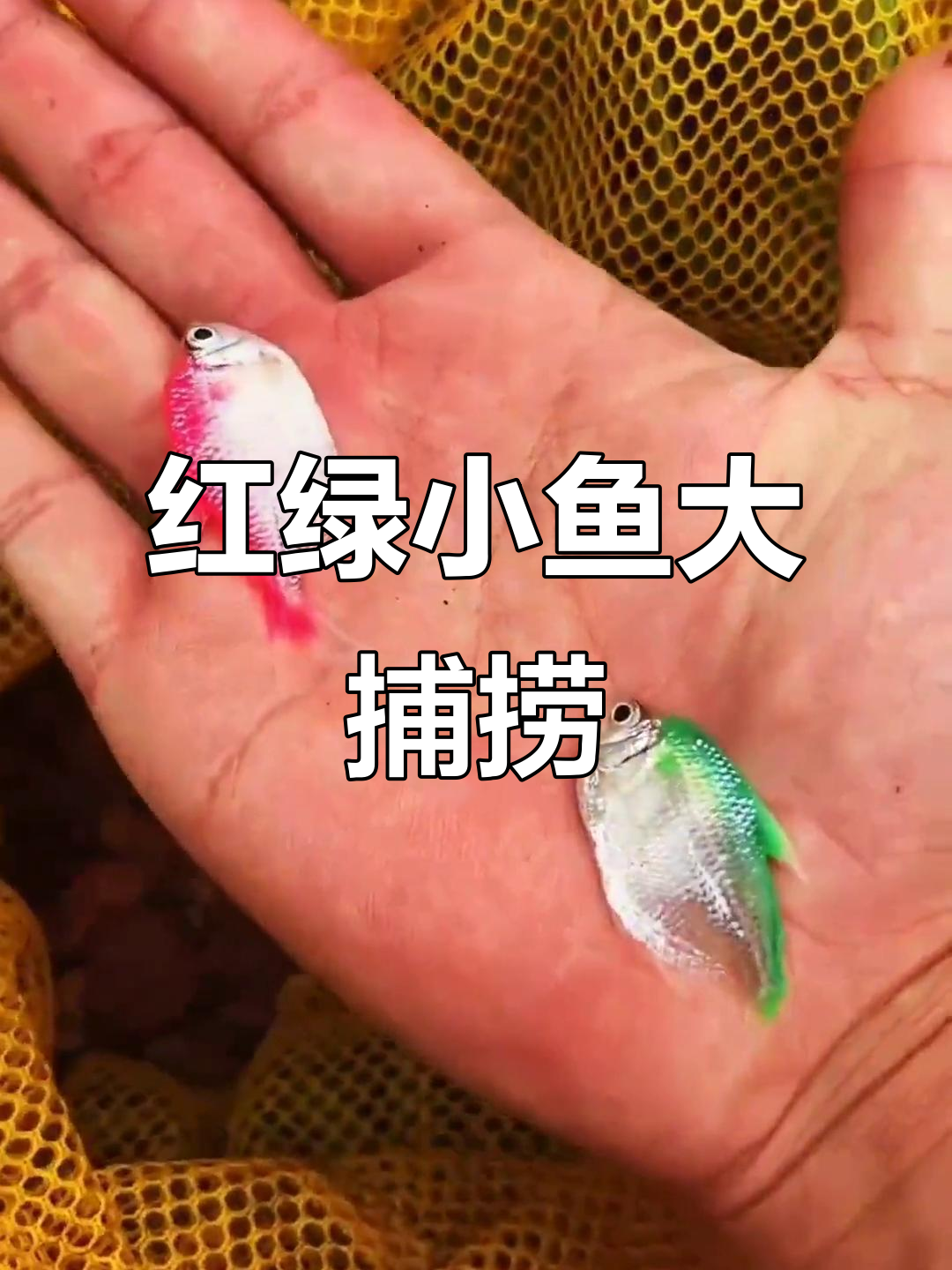 雨后捞鱼大丰收，竟然有红绿两种颜色的鲫鱼！