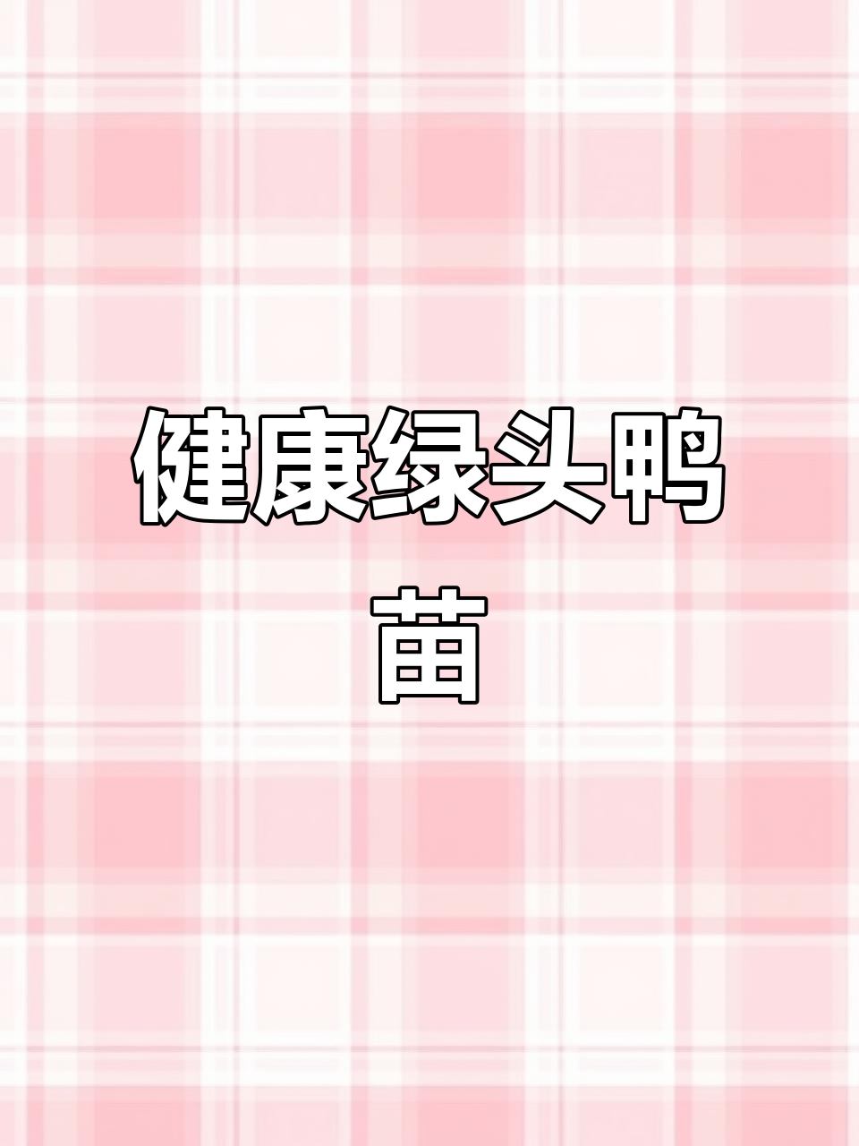 优质绿头鸭苗,健康又活泼