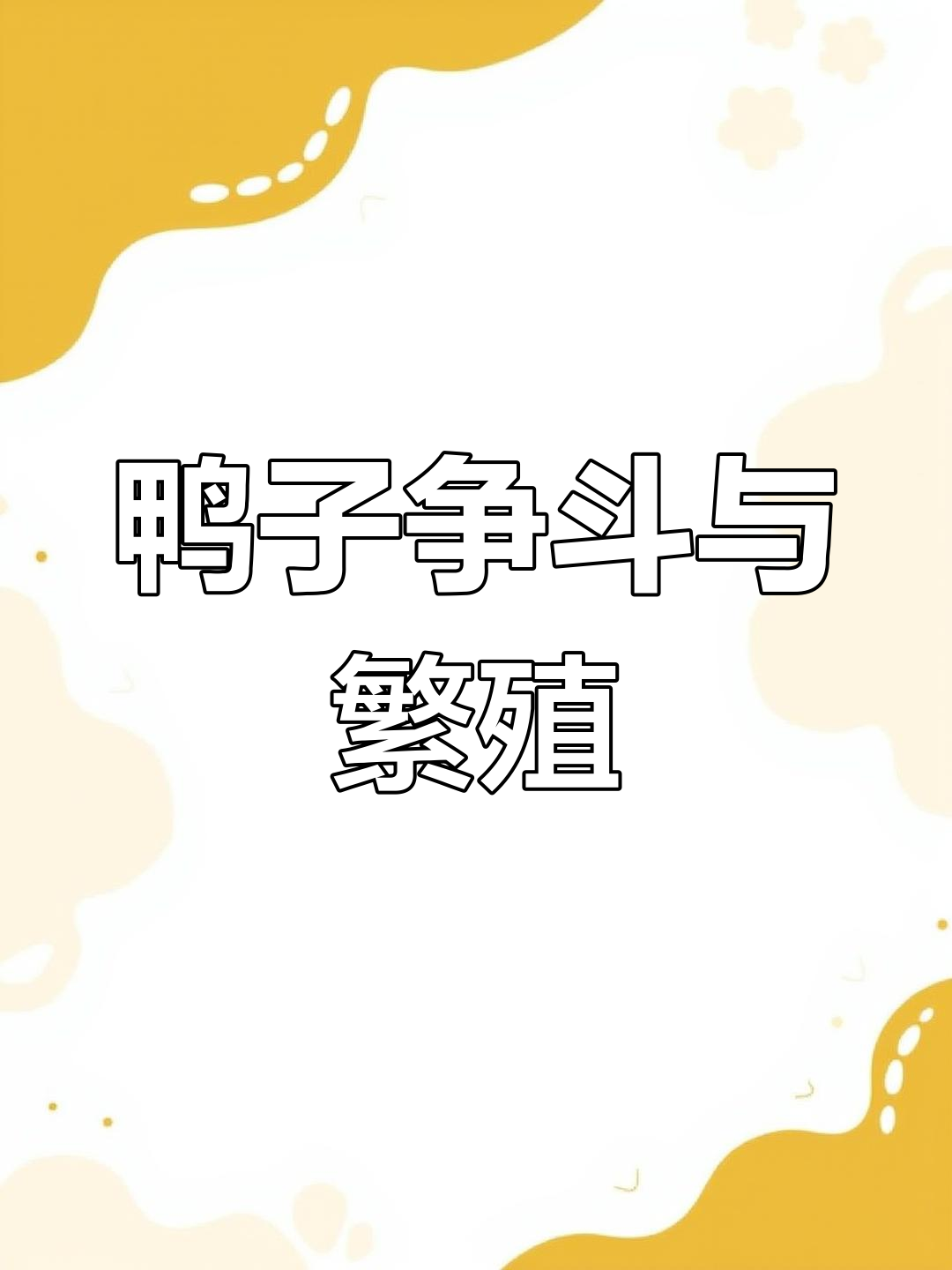 公鸭为争夺母鸭大打出手,甚至出现同性恋行为
