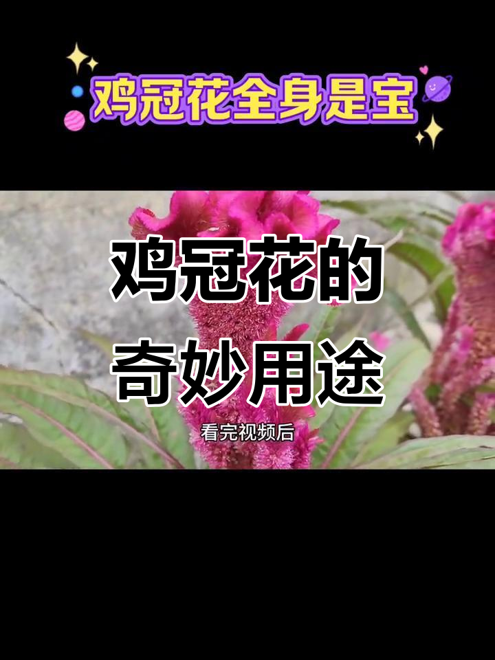鸡冠花:从观赏到止血,你不知道的神奇作用