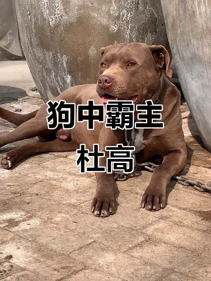 这就是狗中的皇帝,霸气十足的杜高犬
