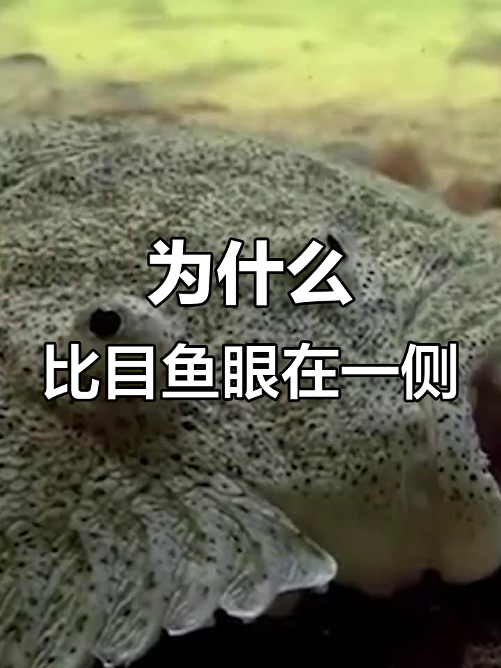 比目鱼眼睛为何长在一边?揭秘它们的奇特进化与基因奥秘
