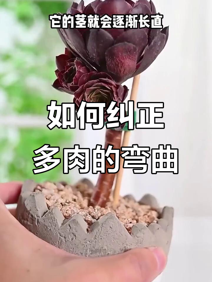 多肉植物长弯了怎么办?教你简单方法让它恢复原形