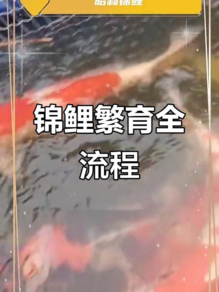 锦鲤繁殖技巧:如何挑选健康青鱼,产卵孵化全过程揭秘