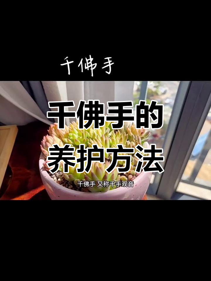 千佛手:神秘优雅的多肉植物,养护技巧全揭秘