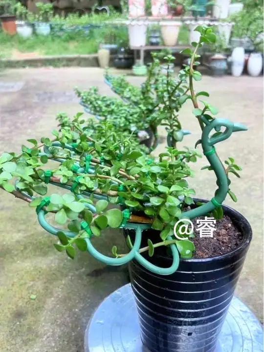 一根枝条绑在孔雀支架上就是一盆漂亮的孔雀开屏造型!