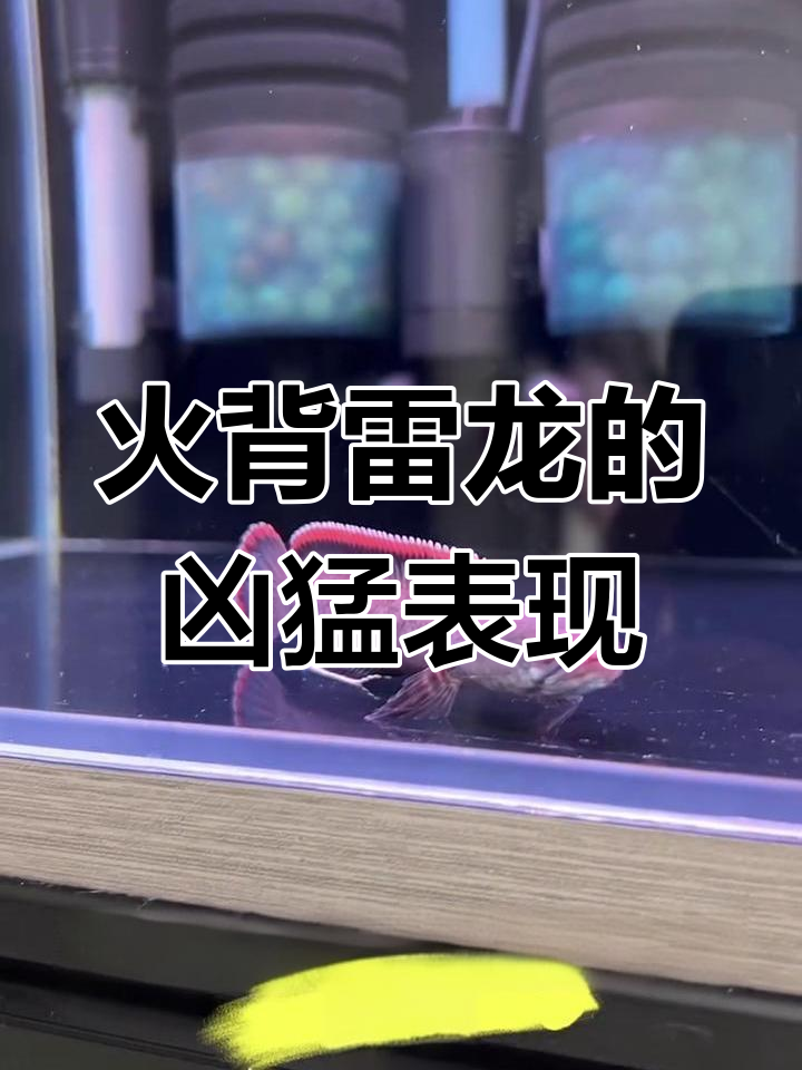 火背雷龙脾气暴躁,30缸能养吗?