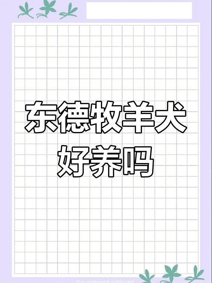 东德牧羊犬:适合鸡西恒山区的宠物选择