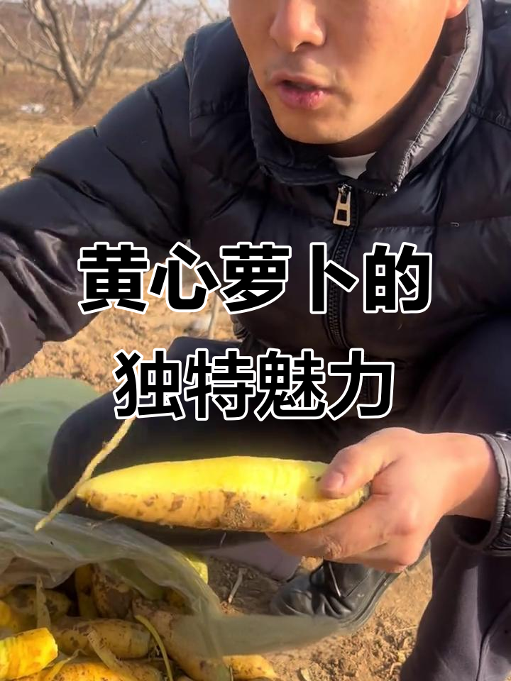 山西黄心萝卜,生吃甜脆,炒菜美味十足!