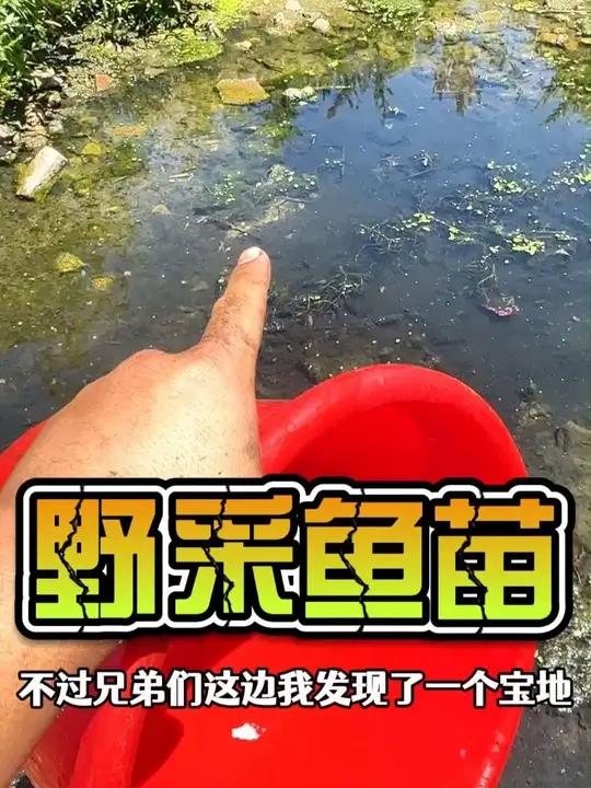 户外野采发现10000只鱼苗,全部都是鲫鱼跟清鳉鱼 户外抓鱼鱼苗野采