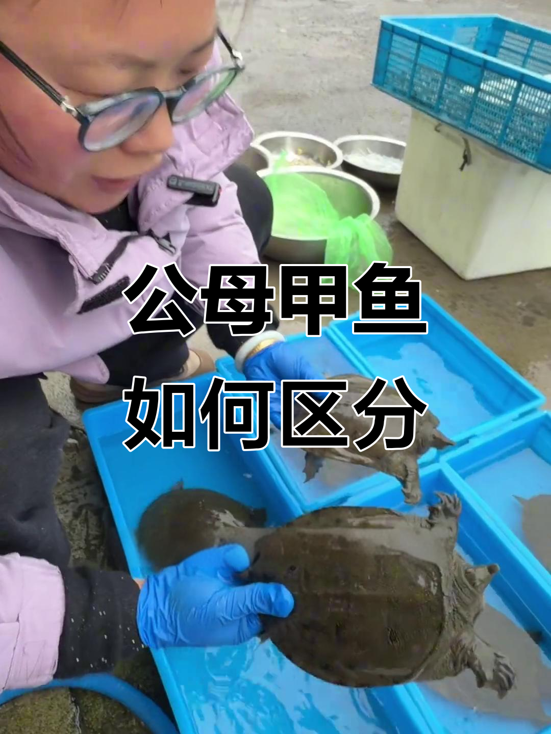 甲鱼公母辨别技巧,黑皮妹妹教你轻松分辨
